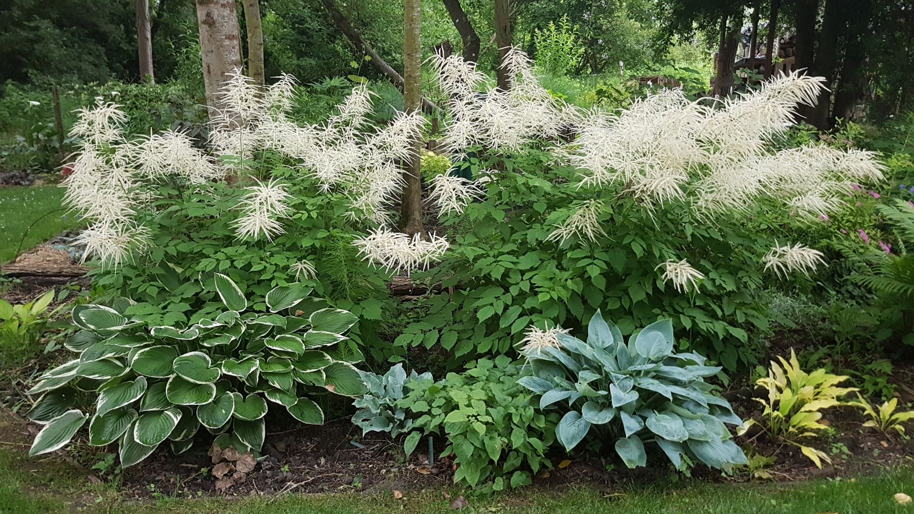 aruncus