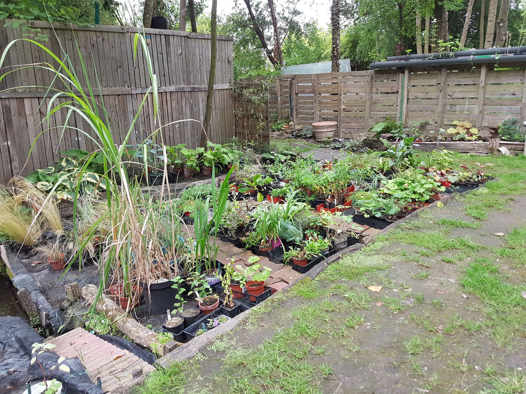 Les plantes vivaces