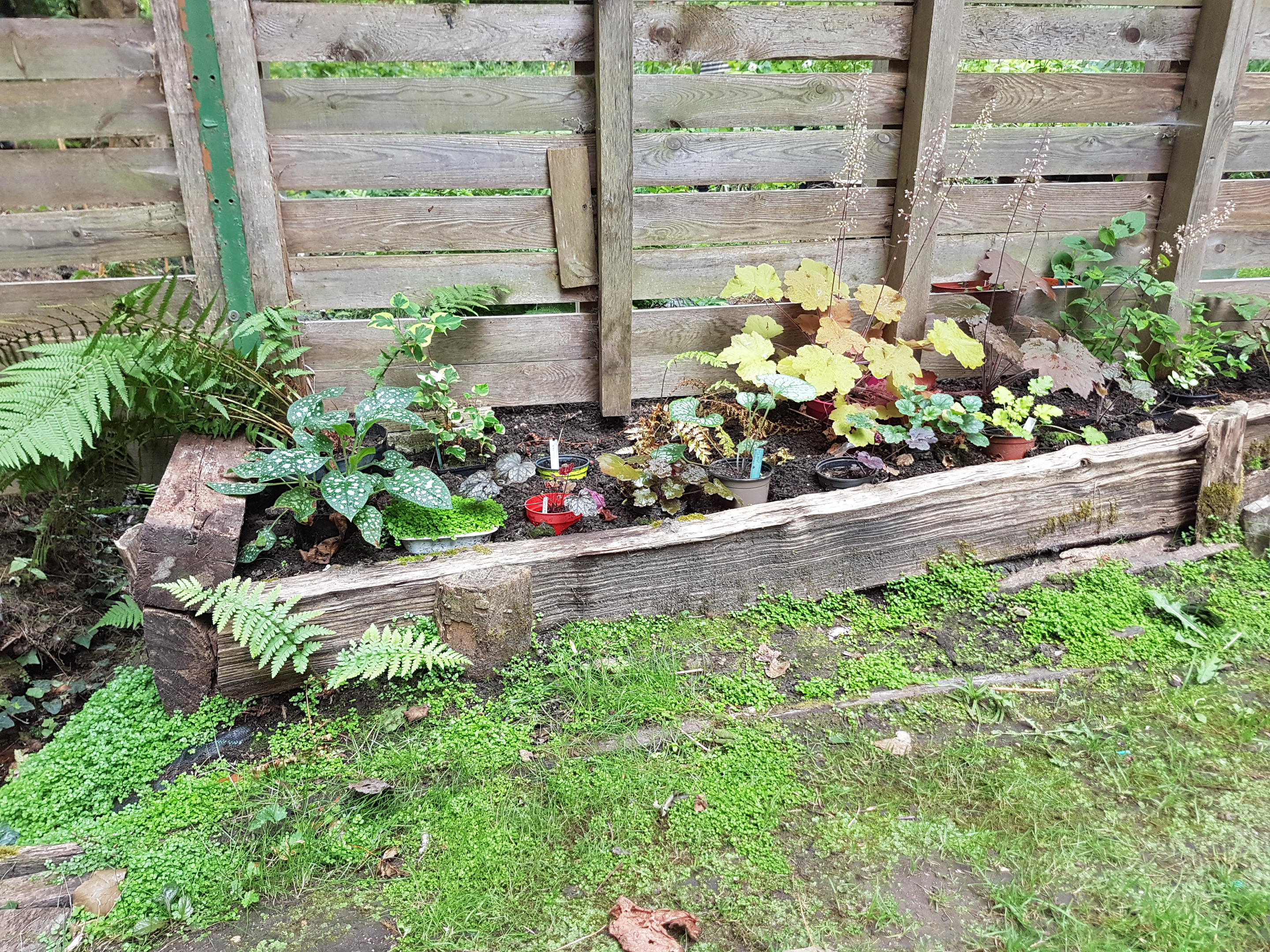 Les plantes de mi-ombre